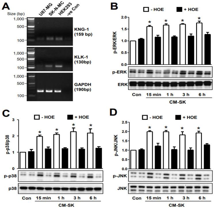 https://cdn.ncbi.nlm.nih.gov/pmc/blobs/b13c/11642044/3a2faafa41c2/ijms-25-13079-g005.jpg