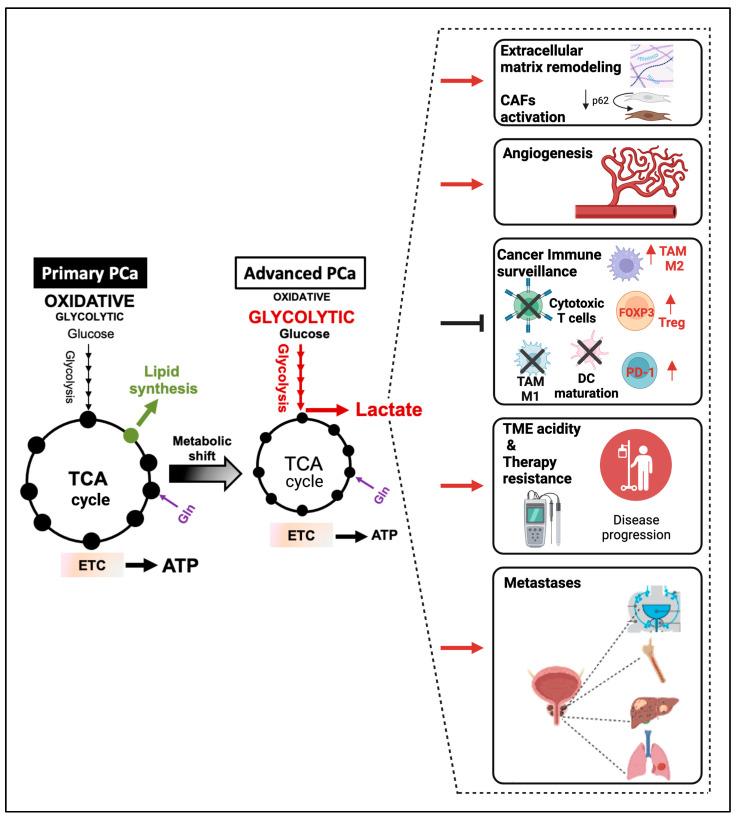 https://cdn.ncbi.nlm.nih.gov/pmc/blobs/b13e/10340474/1be87a387a32/cancers-15-03473-g003.jpg