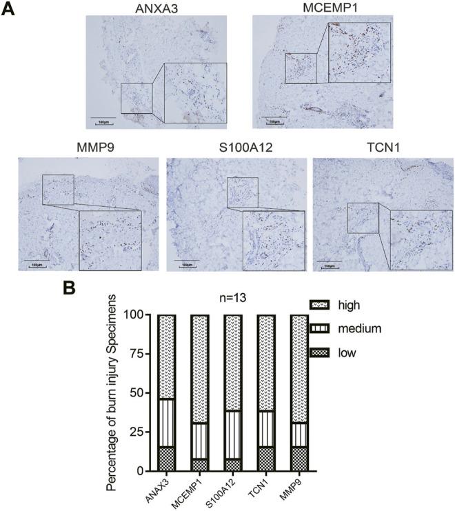 https://cdn.ncbi.nlm.nih.gov/pmc/blobs/b141/8762241/faae8cc106b8/fgene-12-781589-g009.jpg