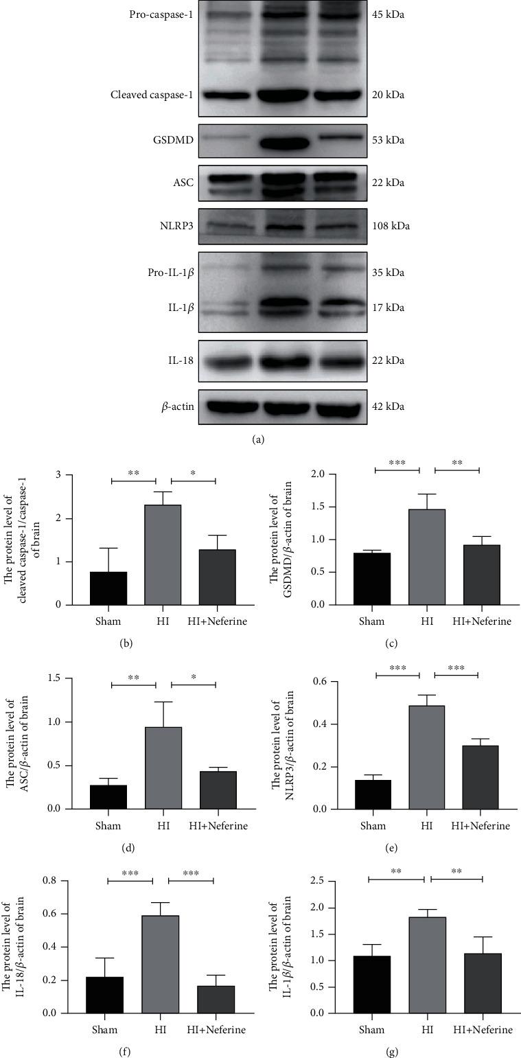 https://cdn.ncbi.nlm.nih.gov/pmc/blobs/b143/8128543/457b6829896c/OMCL2021-6654954.004.jpg