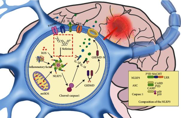 https://cdn.ncbi.nlm.nih.gov/pmc/blobs/b143/8128543/89285cea8cd6/OMCL2021-6654954.008.jpg