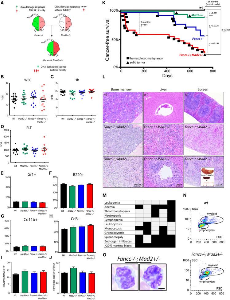 https://cdn.ncbi.nlm.nih.gov/pmc/blobs/b143/8602820/16791946f967/fonc-11-752933-g001.jpg