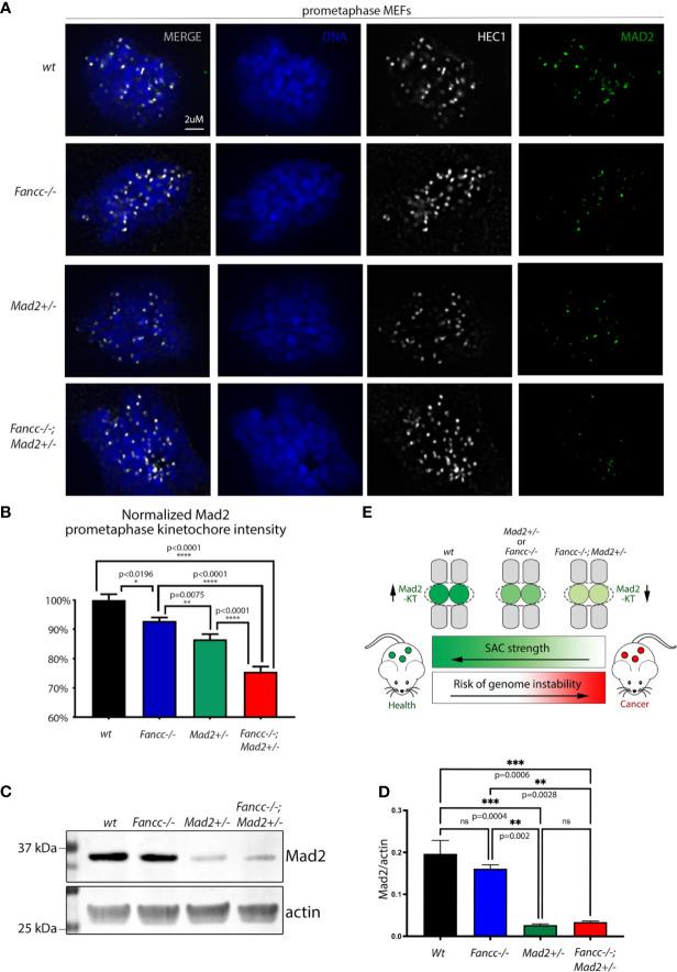 https://cdn.ncbi.nlm.nih.gov/pmc/blobs/b143/8602820/1f3a367bda8c/fonc-11-752933-g005.jpg