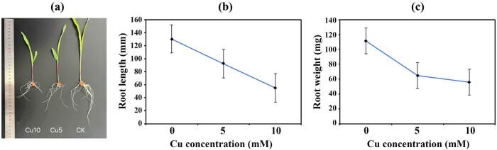https://cdn.ncbi.nlm.nih.gov/pmc/blobs/b147/11554555/d2ca61b64dc7/j_biol-2022-0953-fig001.jpg