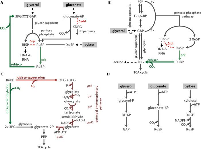 https://cdn.ncbi.nlm.nih.gov/pmc/blobs/b148/7714395/00bad33e5f21/elife-59882-fig2-figsupp3.jpg