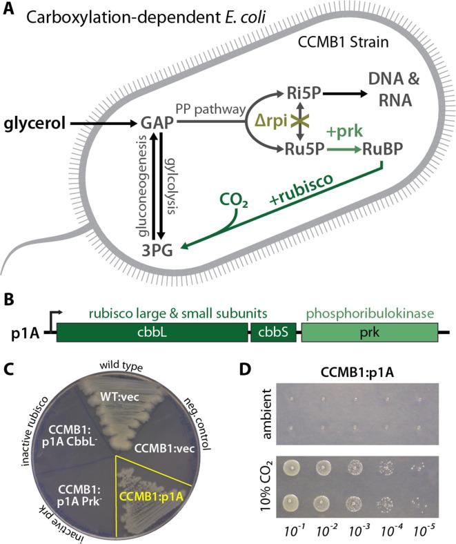 https://cdn.ncbi.nlm.nih.gov/pmc/blobs/b148/7714395/017a8512d237/elife-59882-fig2.jpg
