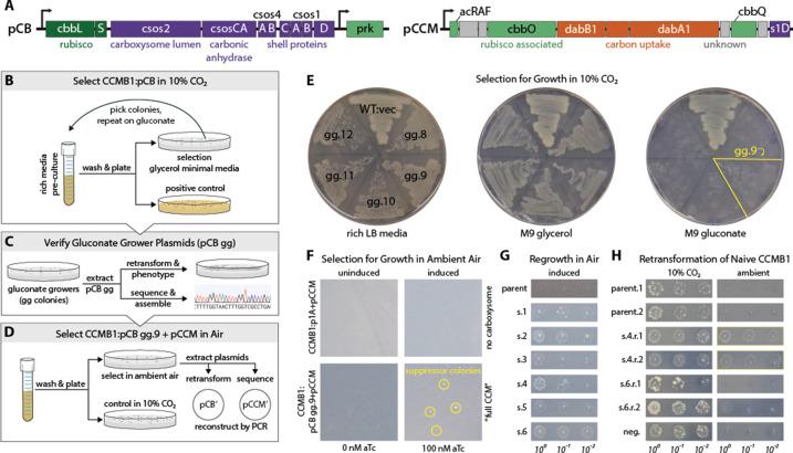https://cdn.ncbi.nlm.nih.gov/pmc/blobs/b148/7714395/45ec3cfc0081/elife-59882-fig3-figsupp1.jpg