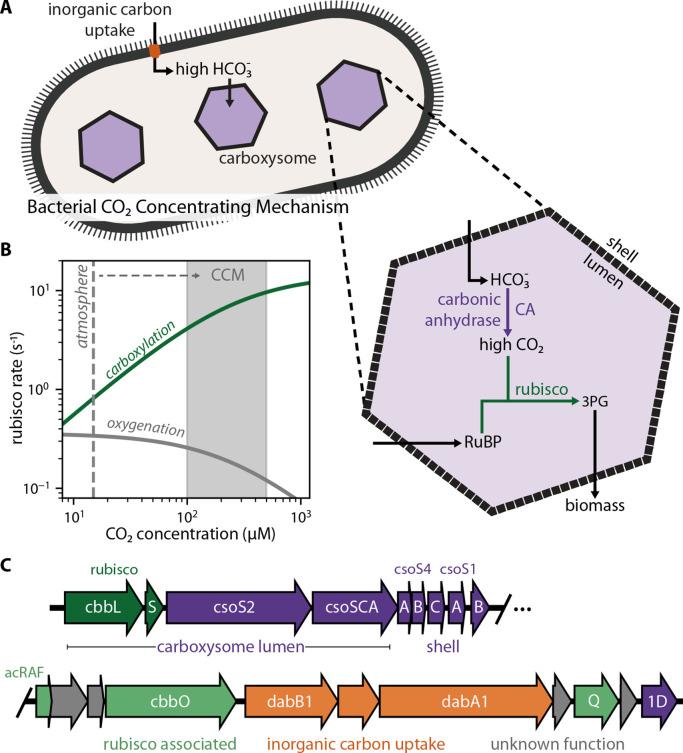 https://cdn.ncbi.nlm.nih.gov/pmc/blobs/b148/7714395/d4243f8c0a41/elife-59882-fig1.jpg