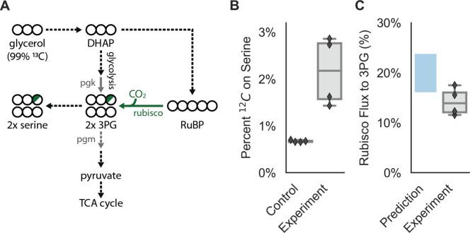 https://cdn.ncbi.nlm.nih.gov/pmc/blobs/b148/7714395/ece236e2ded7/elife-59882-fig6.jpg