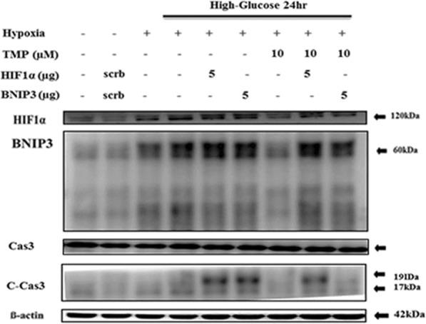 https://cdn.ncbi.nlm.nih.gov/pmc/blobs/b14b/6995207/930af7add5d0/12986_2020_432_Fig4_HTML.jpg