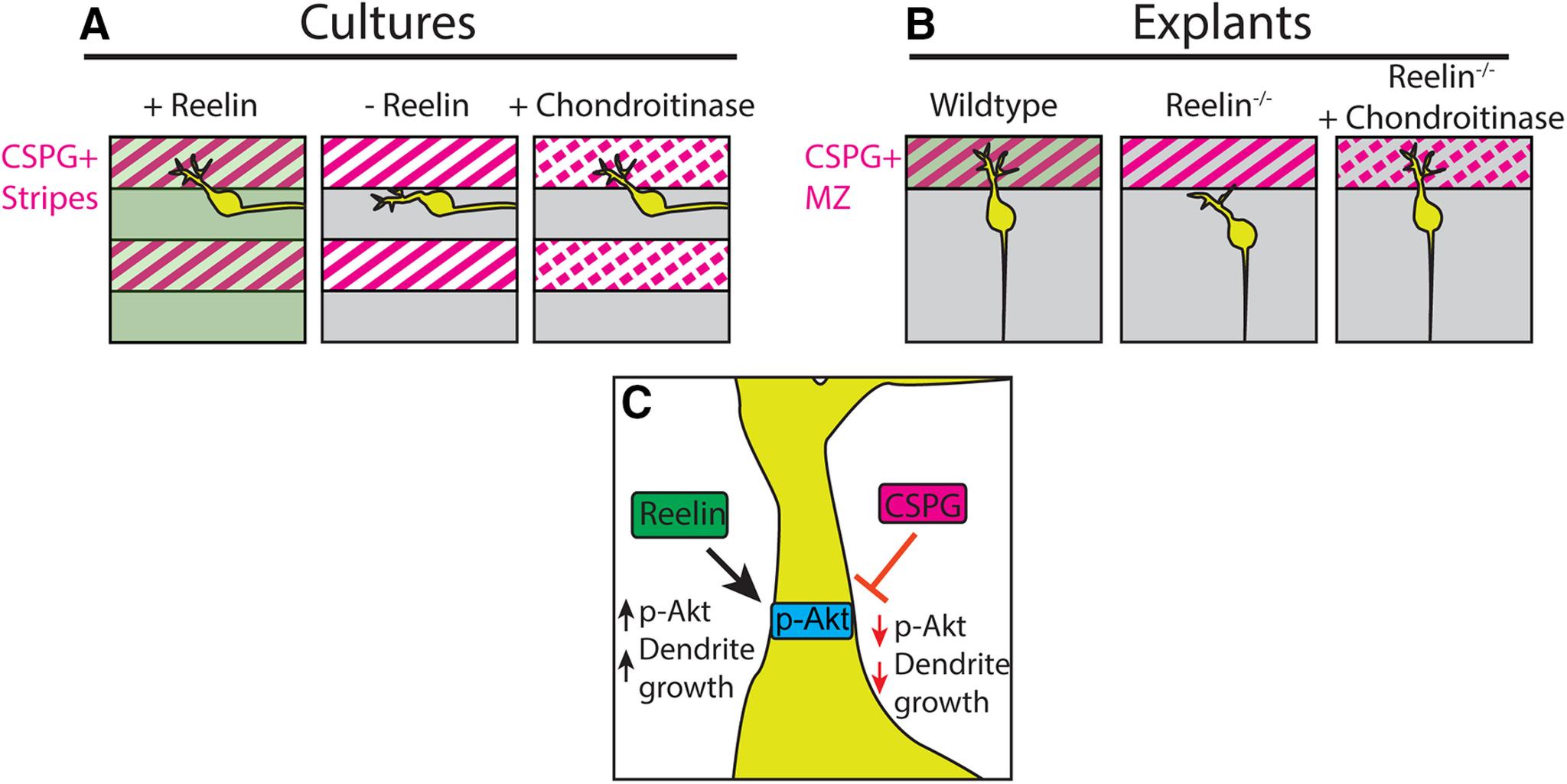 https://cdn.ncbi.nlm.nih.gov/pmc/blobs/b14b/7393641/6e99a9ad486e/SN-ENUJ200172F007.jpg