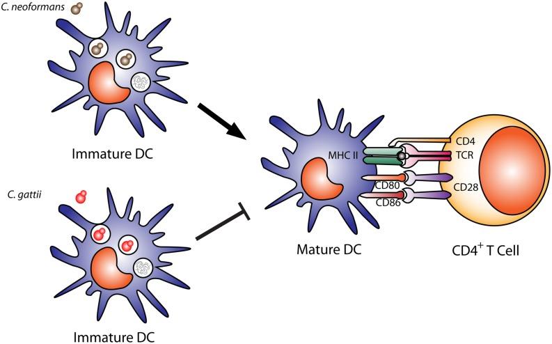 https://cdn.ncbi.nlm.nih.gov/pmc/blobs/b14d/4746234/18cad17914b5/fmicb-07-00105-g002.jpg