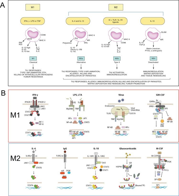 https://cdn.ncbi.nlm.nih.gov/pmc/blobs/b14e/3944738/4220d61c6e8d/biolrep-06-13-g001.jpg