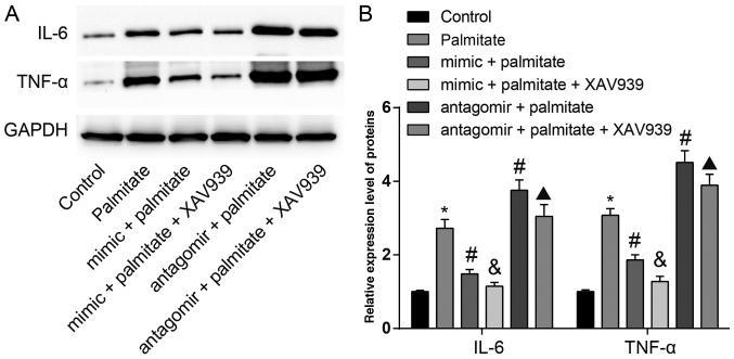 https://cdn.ncbi.nlm.nih.gov/pmc/blobs/b154/6755184/da9db1825854/MMR-20-04-3527-g05.jpg