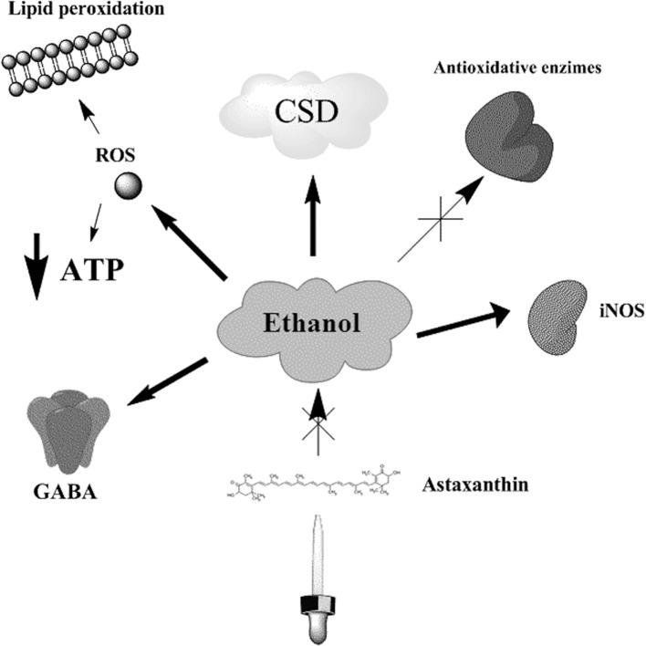 https://cdn.ncbi.nlm.nih.gov/pmc/blobs/b155/4051210/510beb16acf0/fnagi-06-00117-g0001.jpg