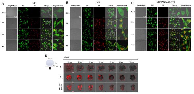 https://cdn.ncbi.nlm.nih.gov/pmc/blobs/b157/11476726/69a99faf9b4a/12951_2024_2895_Fig4_HTML.jpg