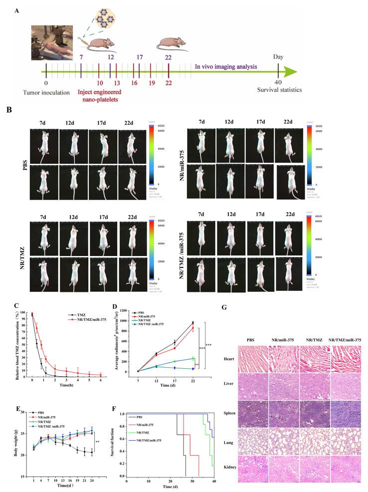 https://cdn.ncbi.nlm.nih.gov/pmc/blobs/b157/11476726/d8b028f7b26c/12951_2024_2895_Fig8_HTML.jpg