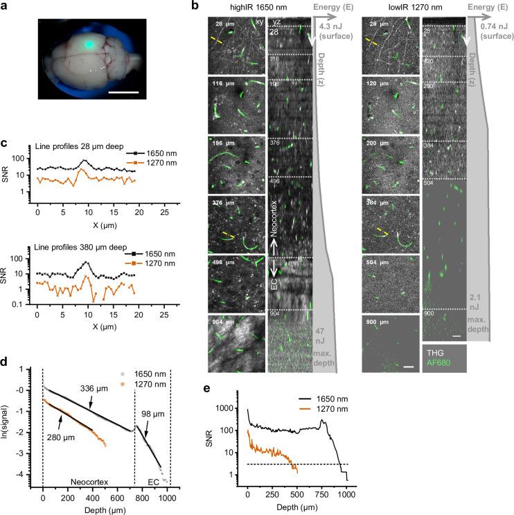https://cdn.ncbi.nlm.nih.gov/pmc/blobs/b158/8849342/d55e532f825f/elife-63776-fig1-figsupp3.jpg