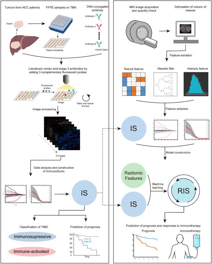 https://cdn.ncbi.nlm.nih.gov/pmc/blobs/b15a/10781918/ea1cf3746527/43657_2023_136_Fig1_HTML.jpg