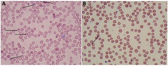 https://cdn.ncbi.nlm.nih.gov/pmc/blobs/b15b/11163088/acd4993b102b/fvets-11-1373842-g0002.jpg