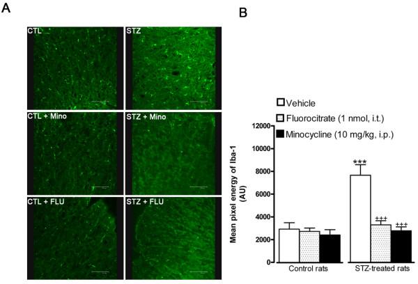 https://cdn.ncbi.nlm.nih.gov/pmc/blobs/b15b/2913947/05a9ed745a0f/1742-2094-7-36-3.jpg