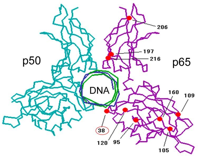 https://cdn.ncbi.nlm.nih.gov/pmc/blobs/b15c/5877590/fbd4d53c377b/ijms-19-00729-g003.jpg