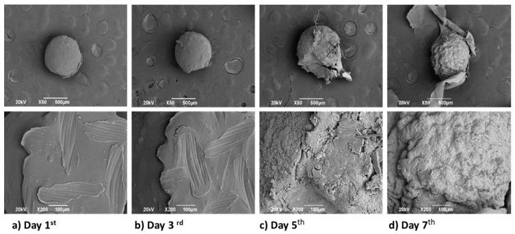https://cdn.ncbi.nlm.nih.gov/pmc/blobs/b15c/7709620/0808692ed1ee/biomimetics-05-00063-g010a.jpg