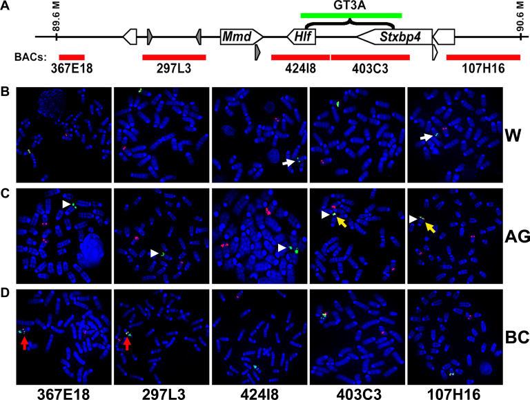 https://cdn.ncbi.nlm.nih.gov/pmc/blobs/b15e/1584263/95009b95601e/pgen.0020156.g006.jpg