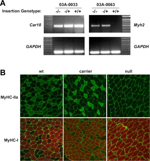 https://cdn.ncbi.nlm.nih.gov/pmc/blobs/b15e/1584263/acd2d54a6f98/pgen.0020156.g004.jpg