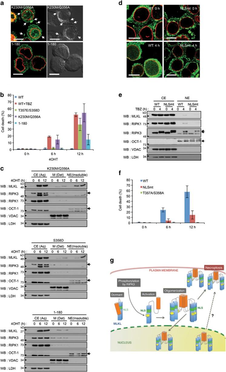 https://cdn.ncbi.nlm.nih.gov/pmc/blobs/b160/4716306/7715532f2161/cdd201592f4.jpg