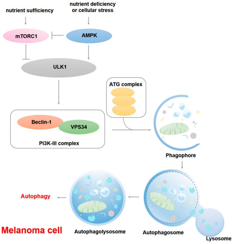 https://cdn.ncbi.nlm.nih.gov/pmc/blobs/b161/12154313/64982db9d576/cells-14-00823-g002.jpg