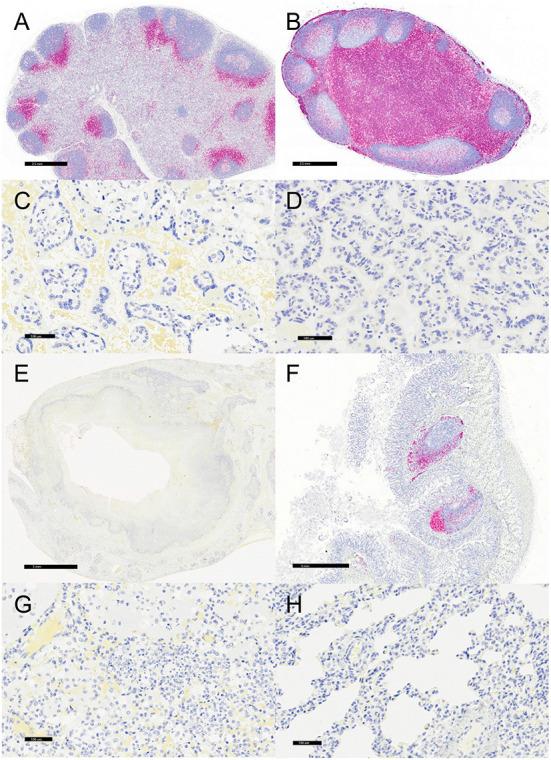 https://cdn.ncbi.nlm.nih.gov/pmc/blobs/b161/9727084/c4579a6b26df/fvets-09-922961-g0006.jpg
