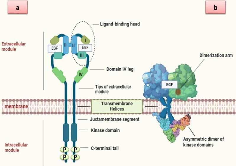https://cdn.ncbi.nlm.nih.gov/pmc/blobs/b162/12319217/be6512bf7e49/bi-15-30905-g001.jpg