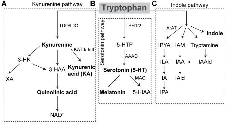 https://cdn.ncbi.nlm.nih.gov/pmc/blobs/b163/8000752/22131bbd69b0/ijms-22-02973-g001.jpg