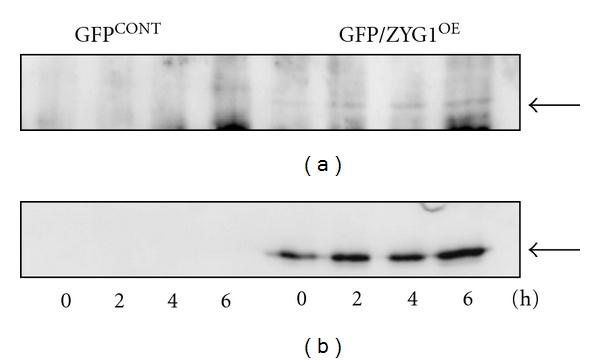 https://cdn.ncbi.nlm.nih.gov/pmc/blobs/b164/3296296/f44d3793e99b/IJCB2012-657423.003.jpg