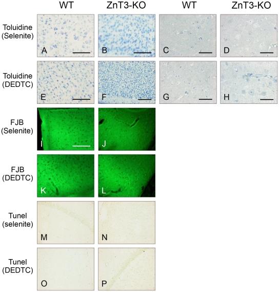 https://cdn.ncbi.nlm.nih.gov/pmc/blobs/b167/2852423/def56365a06c/pone.0010131.g003.jpg