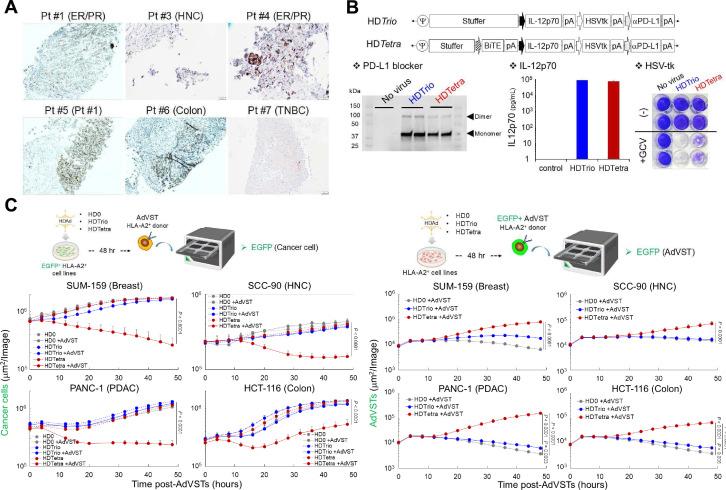 https://cdn.ncbi.nlm.nih.gov/pmc/blobs/b16a/11629014/89d5632db651/jitc-12-12-g002.jpg