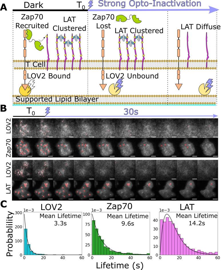 https://cdn.ncbi.nlm.nih.gov/pmc/blobs/b16b/9536835/08ada6a9228b/elife-75263-fig5.jpg