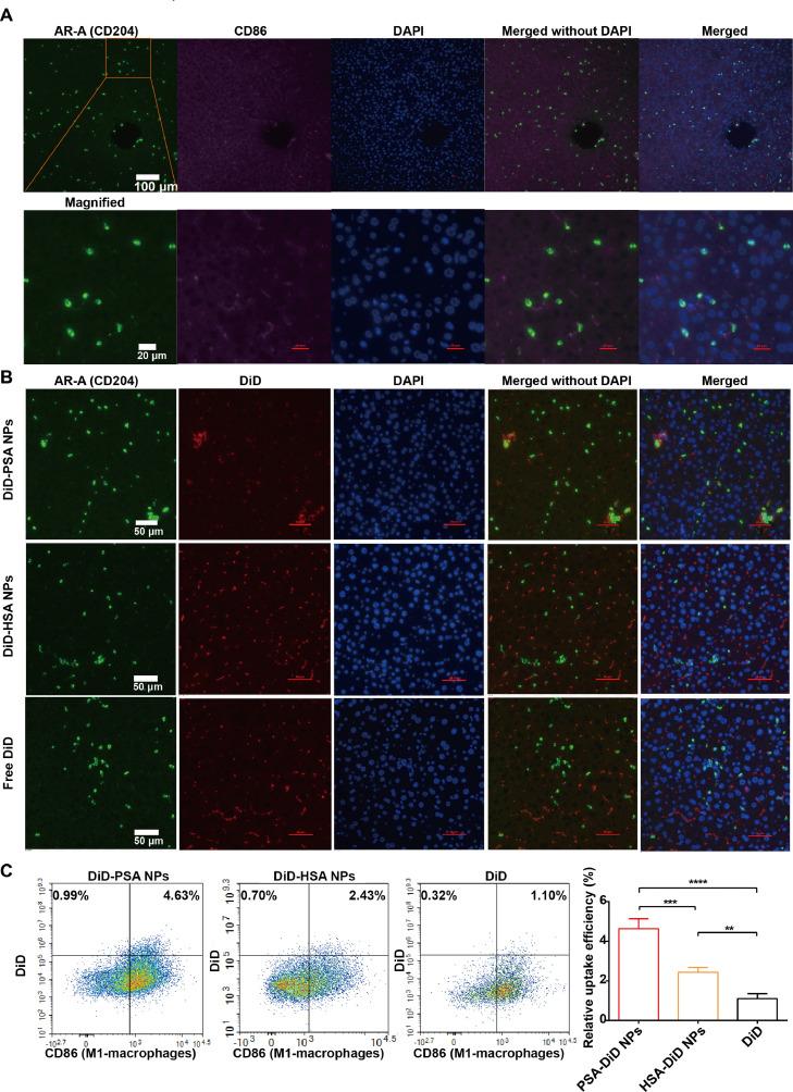 https://cdn.ncbi.nlm.nih.gov/pmc/blobs/b16d/10238850/de18b6478a11/gr4.jpg