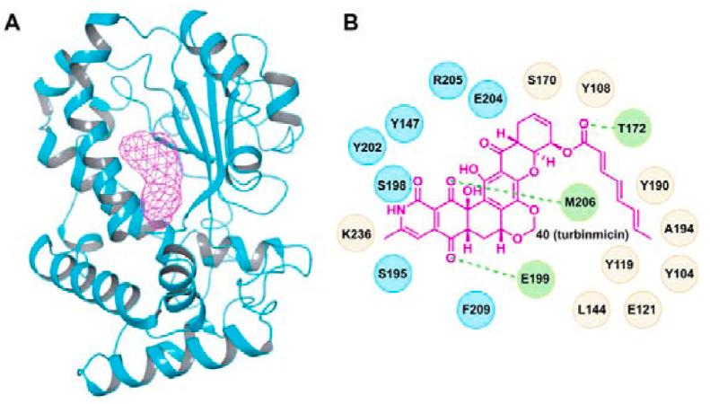https://cdn.ncbi.nlm.nih.gov/pmc/blobs/b173/9643296/c35f05e2a0ae/gr6.jpg