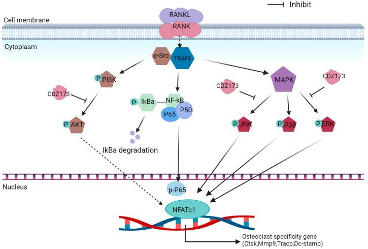 https://cdn.ncbi.nlm.nih.gov/pmc/blobs/b17a/9854393/9579c7ff8cd6/fphar-13-1021714-g009.jpg