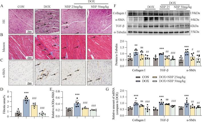 https://cdn.ncbi.nlm.nih.gov/pmc/blobs/b17c/12069325/45df606ed990/fphar-16-1542296-g002.jpg