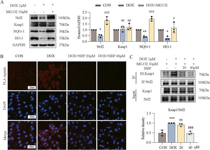 https://cdn.ncbi.nlm.nih.gov/pmc/blobs/b17c/12069325/79b9697a41a5/fphar-16-1542296-g005.jpg