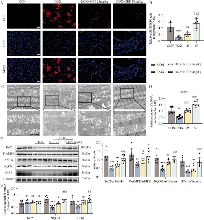 https://cdn.ncbi.nlm.nih.gov/pmc/blobs/b17c/12069325/909efbff73eb/fphar-16-1542296-g004.jpg