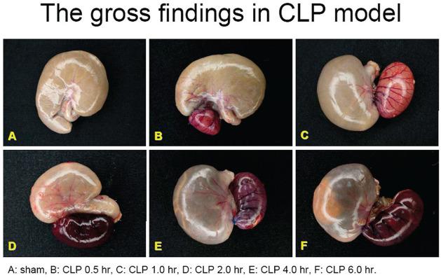 https://cdn.ncbi.nlm.nih.gov/pmc/blobs/b186/9127845/1162656e5d05/10.1177_03946320221090021-fig1.jpg
