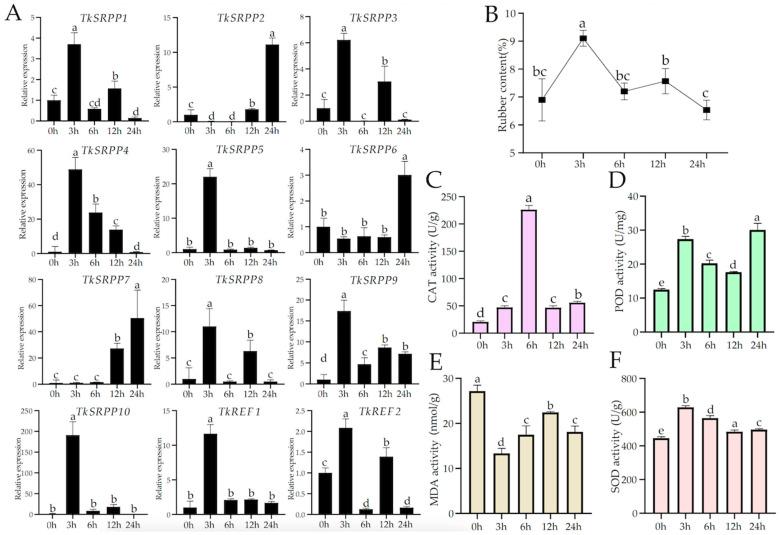 https://cdn.ncbi.nlm.nih.gov/pmc/blobs/b189/11241686/3d8e9a04d5ed/ijms-25-06864-g007.jpg
