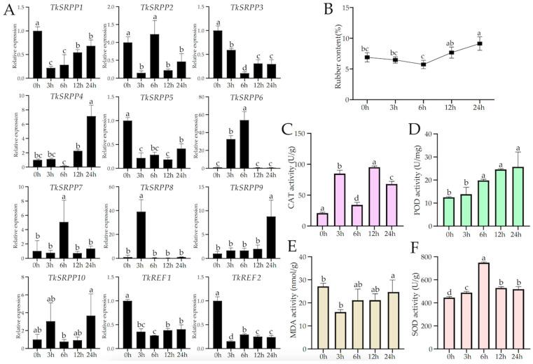https://cdn.ncbi.nlm.nih.gov/pmc/blobs/b189/11241686/fc225b1fd735/ijms-25-06864-g006.jpg