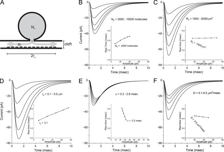https://cdn.ncbi.nlm.nih.gov/pmc/blobs/b18a/11167452/212f33f77d36/JGP_202313484_Fig6.jpg