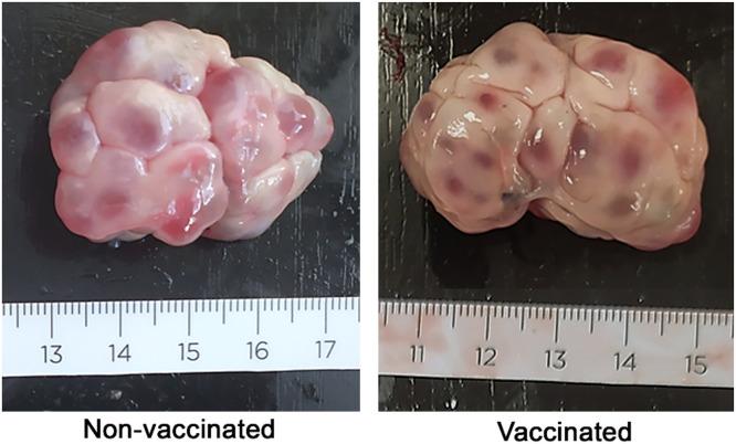 https://cdn.ncbi.nlm.nih.gov/pmc/blobs/b18a/11982477/c781c5ce2ddc/gr2.jpg