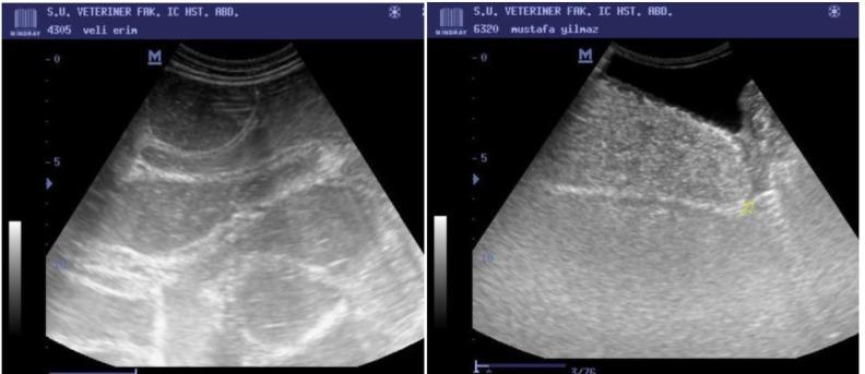https://cdn.ncbi.nlm.nih.gov/pmc/blobs/b18b/6295999/b490b6a7715c/jvetres-62-379-g001.jpg